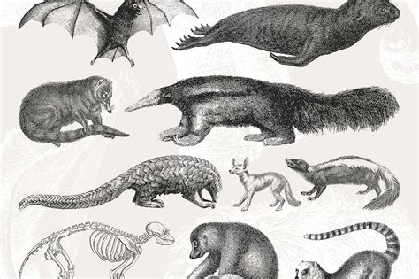 54 Handcrafted Mammal Illustrations Tom Chalky