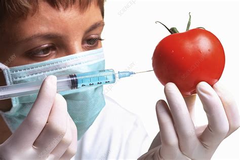 scientist injects gm tomato stock image g260 0036 science photo library