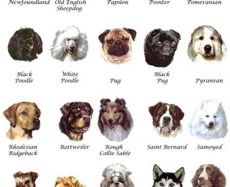 Medium Dog Breeds List With Pictures Dog Breeders Guide