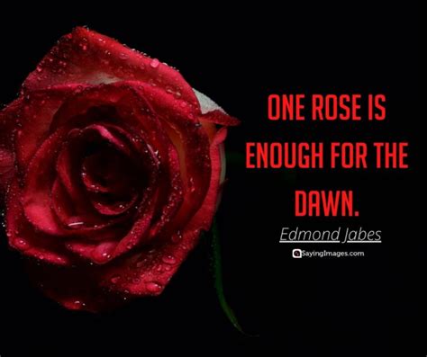 35 Amazing Roses Quotes That Celebrate Lifes Beauty