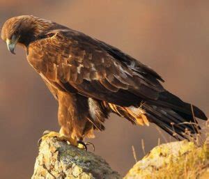 Animal countries national animals national animals around the world dangerous animals in afghanistan afghan national police algeria national animal national animal of turkey afghanistan poison animals silk road animals afghanistan wild animals afghanistan flag. Golden Eagle : National Bird of Afghanistan | Interesting ...