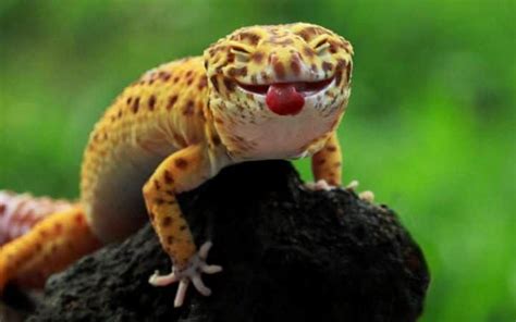 Pictures Of The Day 21 October 2016 Cute Reptiles Cute Gecko Cute