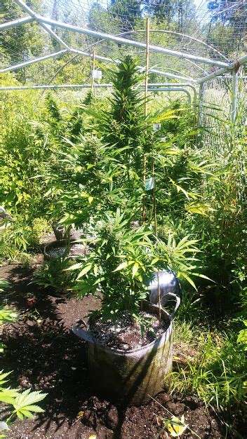 Worldwide (eu/us/australia/new zealand/africa) supplier of dutch finest cannabis seeds. XL GREENCRACK AUTOFLOWER Feminized F3 | New Holland Seed Bank