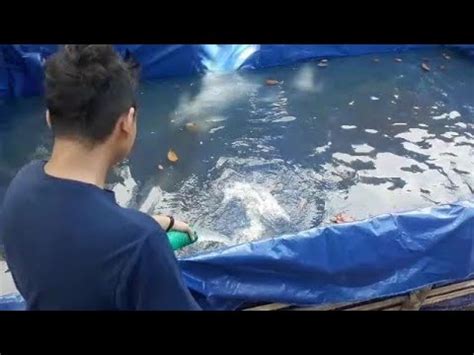 Seperti penulis yang mempunyai dua buah. Proses pembuatan kolam terpal ikan lele || GUDEGORI FARM#1 ...