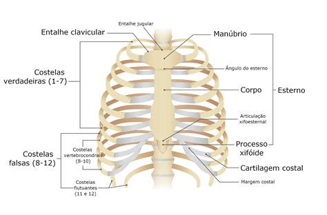 Costelas Anatomia Do Corpo Humano Infoescola