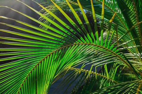 Amazing Closeup Detailed View Of A Natural Green Palm Leaf Lit By Sun
