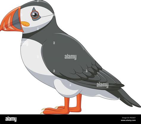 Cartoon Puffin Isolated On White Background Stock Vector Image And Art