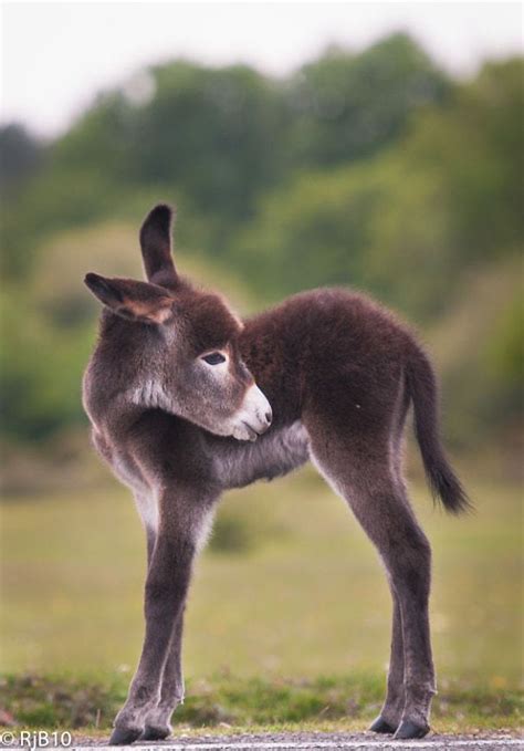 These 30 Cute Baby Donkeys Are Everything You Need To See Today Cute