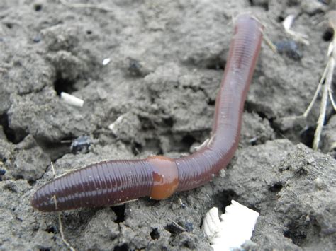 Earthworms In Lawns Center For Urban Agriculture