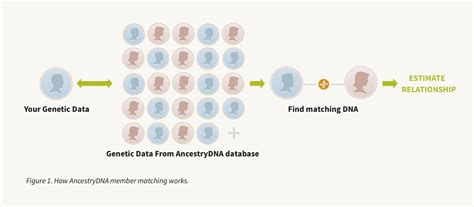 Dna Match Explainer Ancestrydna Learning Hub