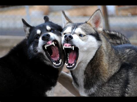 are huskies aggressive breeds