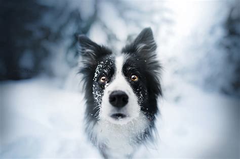 Hd Wallpaper Adult Black And White Border Collie Animals Dog Face