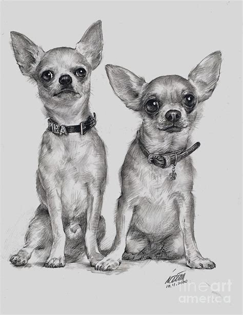 Chihuahuas Portrait By Charcoal Pencil Drawing By Wendy Huang Pixels