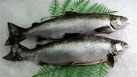 Two Fish Laying On Top Of An Ice Covered Surface