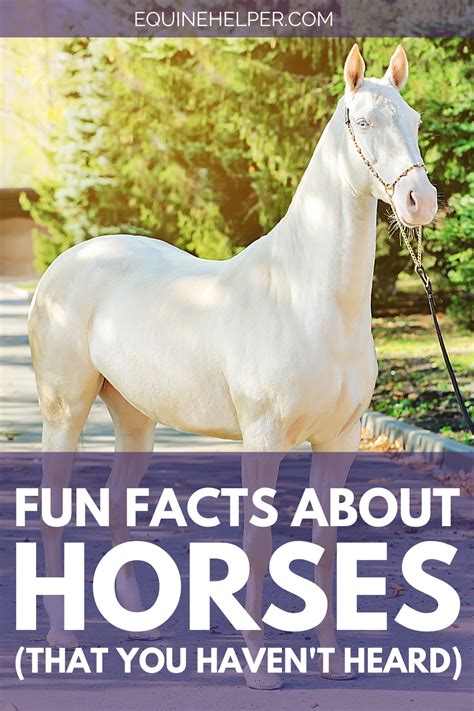 50 Fun And Interesting Horse Facts Horse Facts Horses Horse Facts For