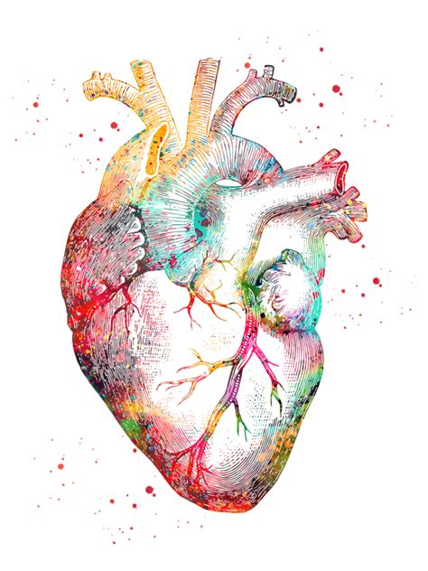 Human Heart Mini Art Print By Erzebeth Without Stand 3 X 4