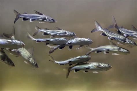 May 05, 2020 · interesting fact a shark in a fish tank will grow 8 inches but in a shark in a fish tank wi quotes writings by sourajit ghosh a shark is able to grow more longer in the sea compare to fish 8 Freshwater Aquarium Sharks: Care & Tank Setup - Fish ...