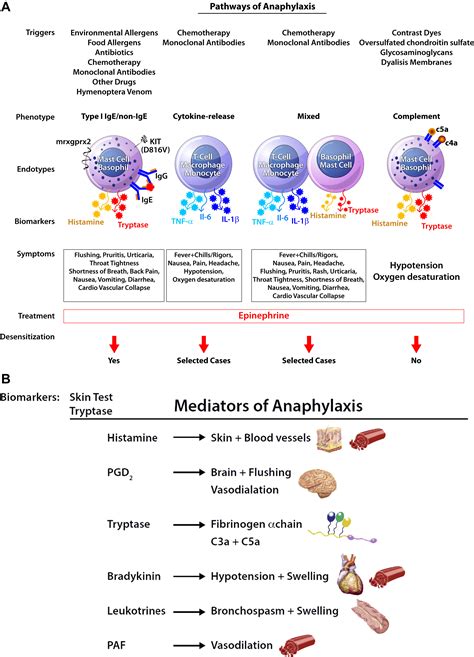 Diagnosis And Management Of Anaphylaxis In Precision Medicine Journal