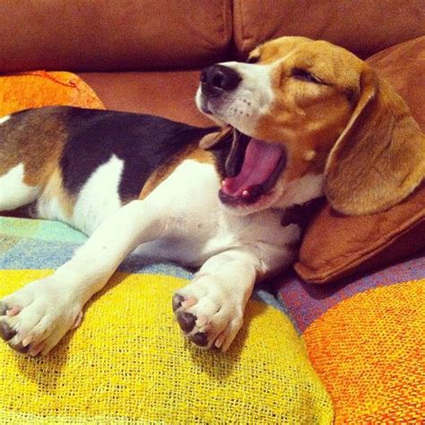 Beagles Do The Funniest Things In 2020 Beagle Dog Beagle Puppy Beagle