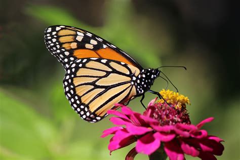 Update - The Monarch Butterfly: An Icon Endangered - HillNotes