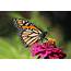 Update  The Monarch Butterfly An Icon Endangered HillNotes