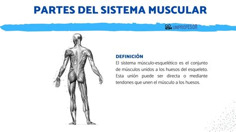 Todas Las Partes Del Sistema Muscular Resumen Con Fotos