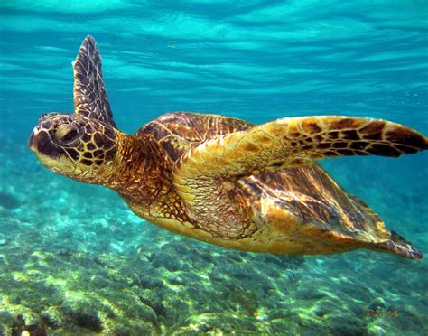 Sea Turtles Under Water Turtle Photography Underwater Camera Settings