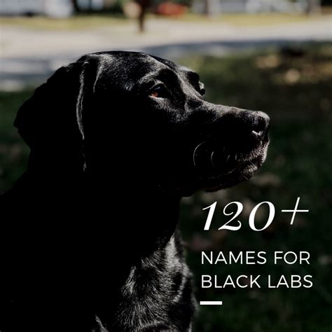 Husky names often reflect cold regions, but not always! 120+ Great Dog Names for Black Labs or Labrador Retrievers ...