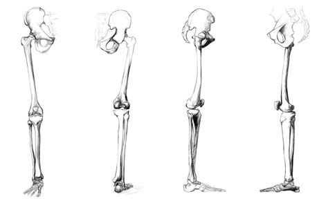 Leg Bones Diagram Quizlet