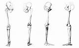 Diagram and muscle labeling quiz. Leg Bones Diagram : Human Leg Bone Structure Human Anatomy Details / Lower jaw (mandible) collar ...
