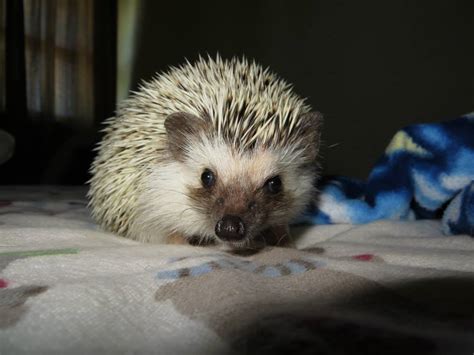 Hog Hotel Hedgehog Ville Toronto Hedgehog Breeder