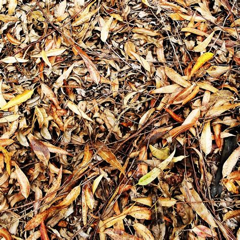 Hd Wallpaper Texture Foliage Leaves Dried Autumn Vegetable
