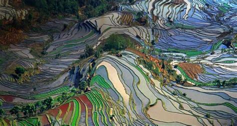 Haiku Bing Aerial View Of Rice Fields In Yunnan Province China