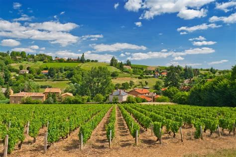 French Vineyards Highlights Of Southern France Secondbottle