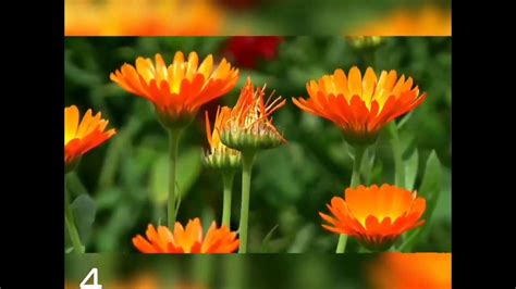 If a flower is without fragrance or without colour, then it would be unable to attract insects towards it which helps in pollination (transfer if pollen grains from anther to the stigma) of flowers. 5 beautiful flower without fragrance!!! - YouTube