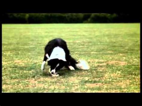 If your cat puts up a major fight or you don't feel comfortable trimming their nails yourself, a professional clipping overgrown cat claws. HOW THE DEW CLAW IS USED BY THE DOG - YouTube