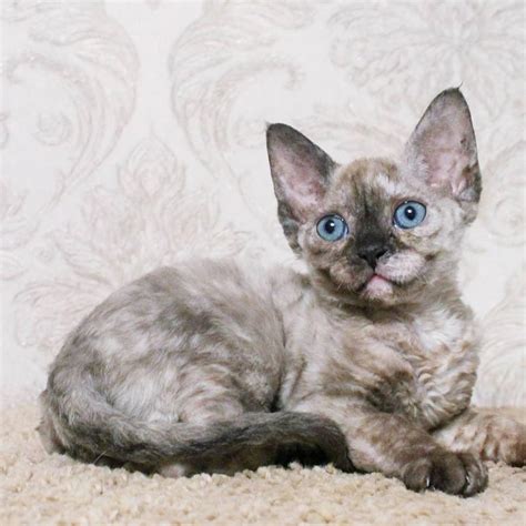 Devon Rex Cat For Sale Cats For Sale Price