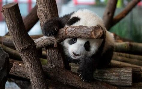 Zoológico De Berlim Apresenta Filhotes De Panda Pela Primeira Vez Veja