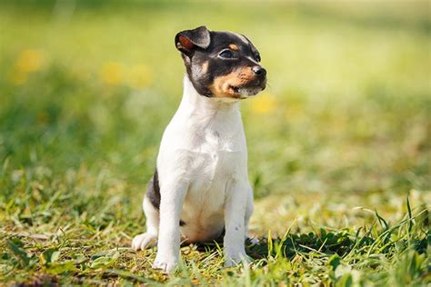 Toy Fox Terrier Puppies For Sale Akc Puppyfinder