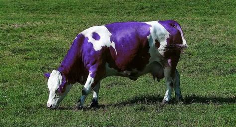 The Purple Cow The Customer And The Organization