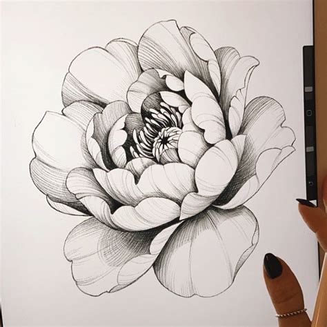 A Black And White Drawing Of A Flower On A Piece Of Paper Next To A Pen