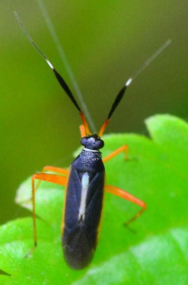 Black Plant Bug With Orange Legs Garganus Fusiformis Bugguidenet