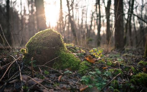 Moss Ground Sunlight Forest Trees Hd Wallpaper Nature And Landscape
