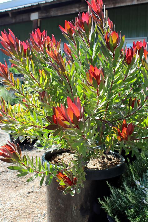 Everything from gameplay to guides! Leucadendron 'Red Gem' | Native Sons Wholesale Nursery