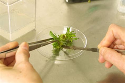 Gottlieb haberlandt (1902) was the first to originate the concept of cell culture. Plant Biotech: PLANT TISSUE CULTURE INTRODUCTION