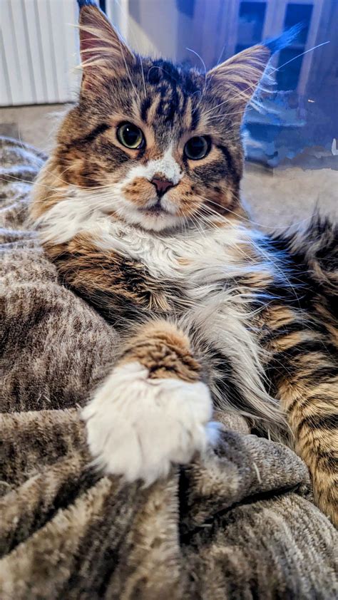 Watson Is The Worlds Most Interesting Cat 🐱 Rmostinterestingcats
