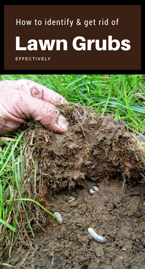 How To Identify And Get Rid Of Lawn Grubs Effectively