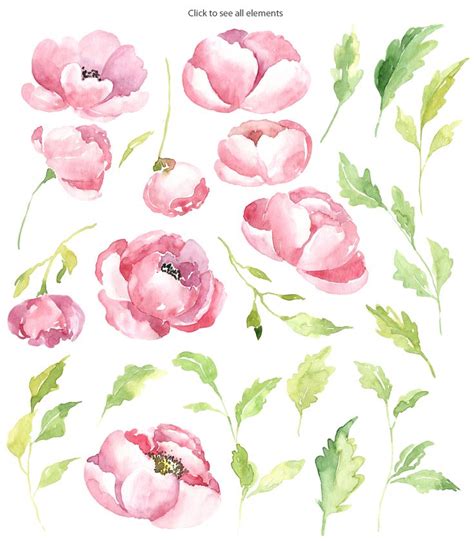 Pink Watercolor Peony PNG Collection Illustrations Design