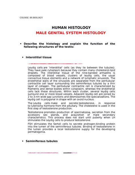 Histology Male Genital System Course Bs Biology Human Histology Male