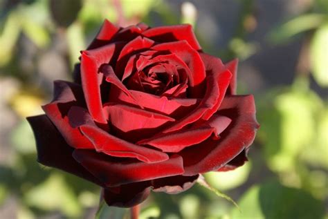 Pearl considers herself closer to rose than any of the other crystal gems. Black Pearl - Ludwig's Roses | Hybrid tea roses care ...